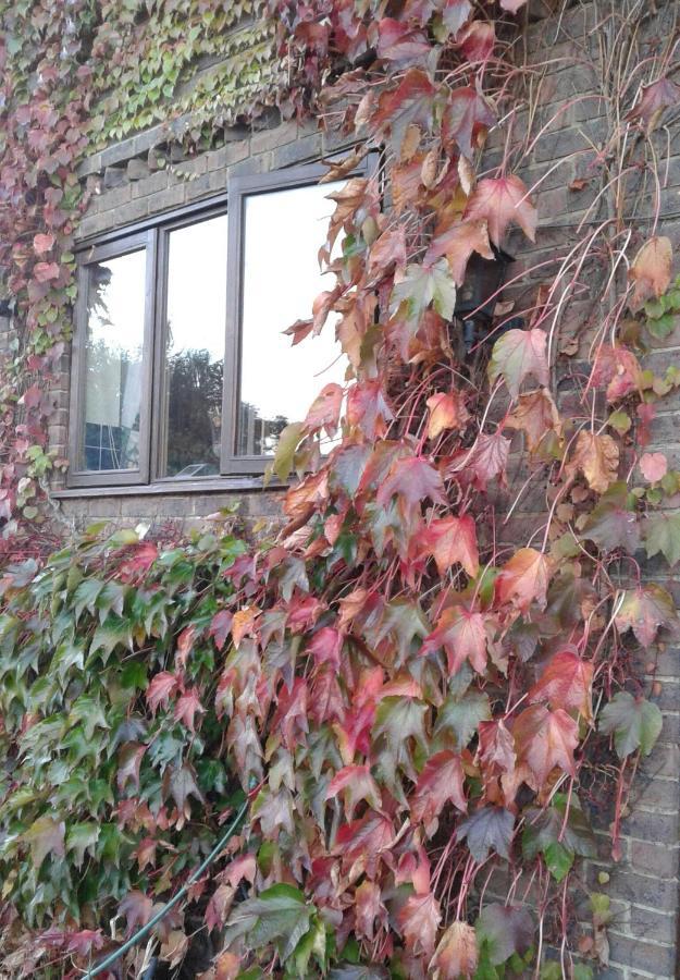 Woodpeckers Cottage B&B Pett エクステリア 写真
